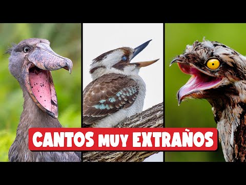 10 AVES con un CANTO MUY EXTRAÑO y ATERRADOR