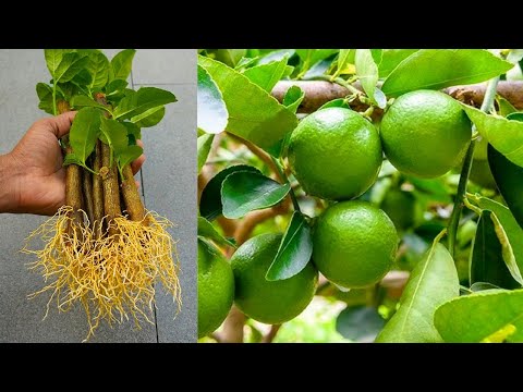 How to grow lemon tree from cuttings by new way