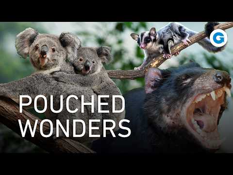 Adorable & Wild: Marsupials Like You’ve Never Seen Before | Full Wildlife Documentary