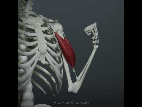 The biceps brachii muscle