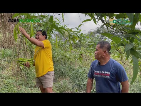 SIGARILYAS: 1 MILLION KITA, ZERO PUHUNAN - 4,000 SQM Lang, 6 MONTHS HARVEST
