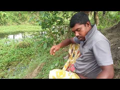 Hook Fishing Video ~ Traditional Hook Fishing 🎣🐟 Village Daily Life (Part-592)