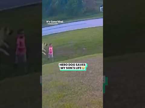 Hero Dog 🐕 Save My Son’s Life 😭😭#hero #dog #dogs #shortsfeed #funfordayz98 #short
