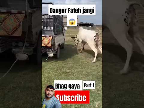 angry bull 🔥🔥|abduvlog the same 👍