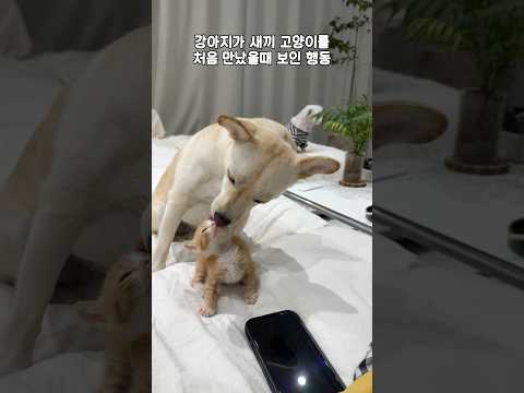 강아지가 새끼 고양이를 처음 만났을 때 보인 반응