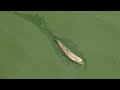 Toxic Algae Outbreak in Florida