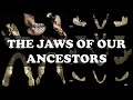 Human Jaw Evolution and Anatomy