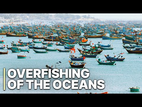 dati/mainpagelinks/Carrying capacity fish cod Overshoot disaster ecology 2024