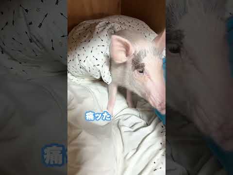 パパ嫌いの豚が突然甘えてきた #豚 #ブタ #pig #piggy