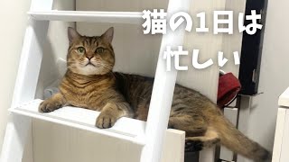 【猫と暮らしたい方必見】「猫の1日は意外にも忙しいのである。」