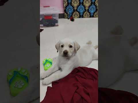 வாங்க சார் சீக்கிரம் வாங்க #youtube #dog #pets #dogs #youtubeshorts #labrador #doglover #dogshorts #