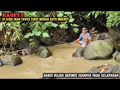 GANAS.!! LAGI ASIK MANCING IKAN TAWES SIRIP MERAH TIBA TIBA DI SAMBAR IKAN PREDATOR BRO