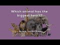Animal Hearts and Circulation