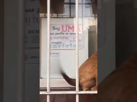 CUANDO TE DICEN QUE LOS PITBULLS SON VIOLENTOS | Tu Amigo Fiel