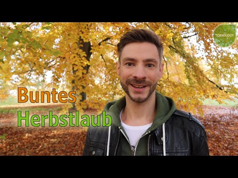 Tobiology: Buntes Herbstlaub