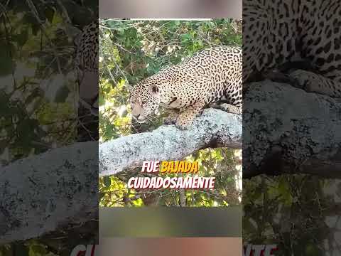 🐆 Un Jaguar Pide Ayuda a los Humanos 😱 ¡Lo Que Descubrieron es Increíble! 💔🆘