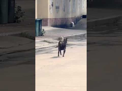 เต้นให้เด็กมันดู(ขำๆยามเช้าครับ😂)