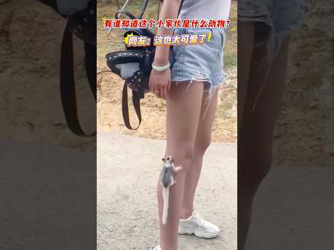 有谁知道这是什么小动物？#动物成精 #萌宠出道计划