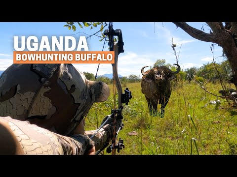 Bowhunting Buffalo: Craziest and wildest hunt I have experienced in Africa!