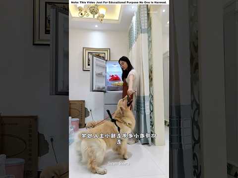 What Happened When Dog Left Home with a Camera 😱 | #facts #amazingfacts #shorts #trending #tiktok