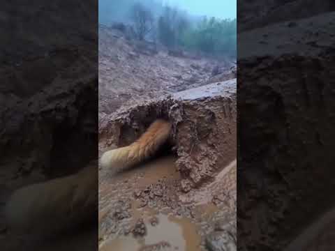 ⛰️🐾 in a Mud Tunnel— Mama Cat Digs Through to Save Kittens #SiuMeowStudio #funnycats #catreaction