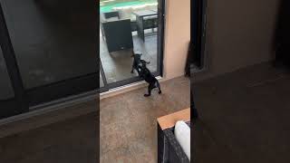 Puppy Fighting Own Reflection #puppy #staffy #staffordshireterrier