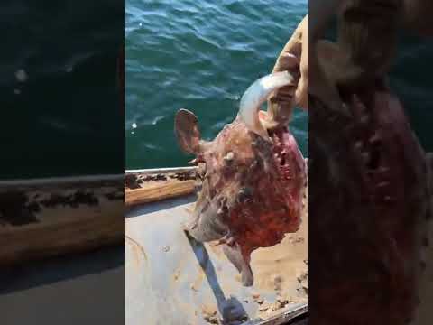 Caution: don’t feed the fish!