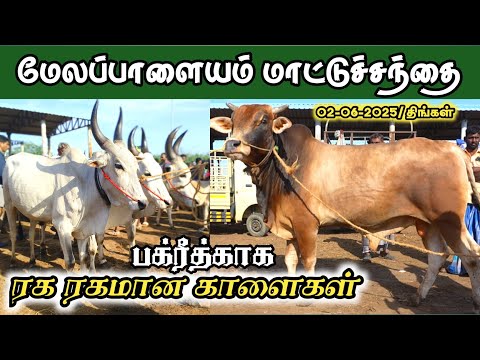 2-06-2025/ மேலப்பாளையம் மாட்டுச் சந்தை திருநெல்வேலி மாவட்டம்