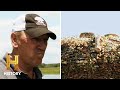 Challenges in Alligator and Python Management