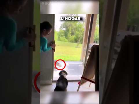 Perro Valiente Espanta a Cocodrilo de su Hogar
