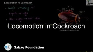 Locomotion in Cockroach