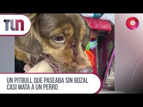 #Telenueve | Un pitbull que paseaba sin bozal casi mata a un perro