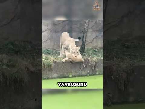 Bu Anne Aslan Yavrusunu Tehlikenin İçine Atmıştı 🦁😢