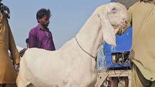 چار تاریخ 2025 کی بڑی منڈی محمد پور بکروں کے ریٹ چیک کریں 😯