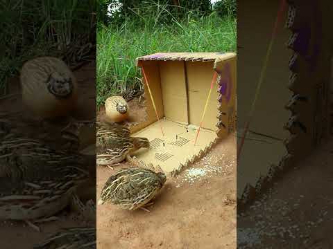 Best Unique Underground Bird Trap #shorts #create #traps