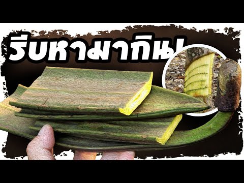 หามากินทันที..!! หลังกิน เพกา(ลิ้นฟ้า) คิดไม่ถึงจะดีถึงขนาดนี้ สุดยอดผักต้านโรค  | Nava DIY