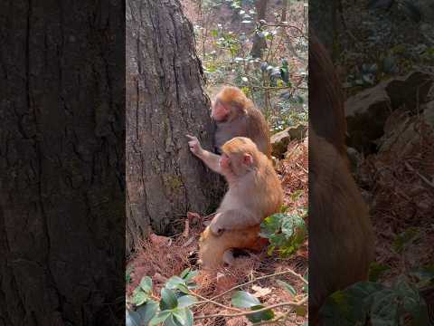 क्या ढूंढ रहे हैं ये बंदर पेड़ पर? देखिए जंगल का रहस्य! 🐒🌳 #trending #ytshorts #shortvideo #shorts