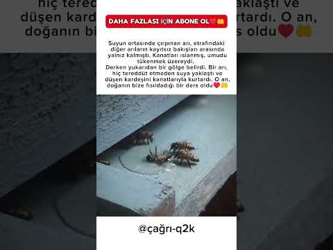 Doğada Empati: Arılar Arasında Gerçek Bir Dayanışma♥️🤲