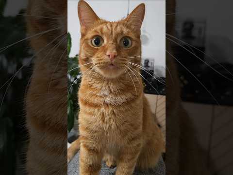❤️Кот Артём❤️