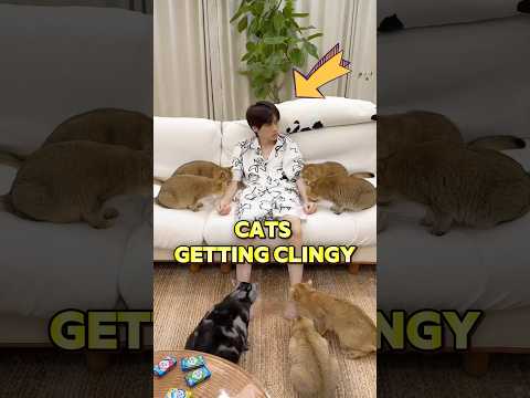 how to make your cats get more clingy