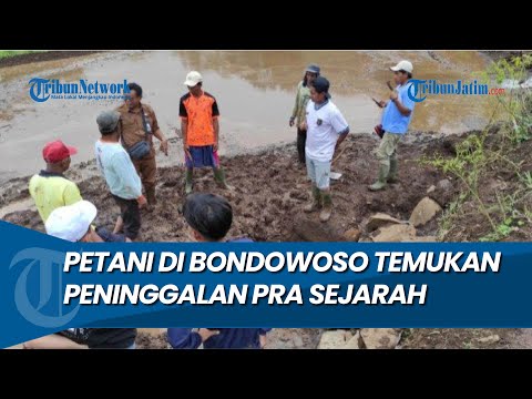 KUBUR LEMPENG BATU, Petani di Bondowoso Temukan Peninggalan Pra Sejarah