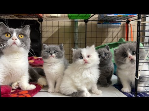 Adorable kittens enjoy listening to the bell.