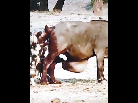 DOGS JOURNEY IN THE WILD