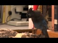 Animal Locomotion Characteristics and Relationships