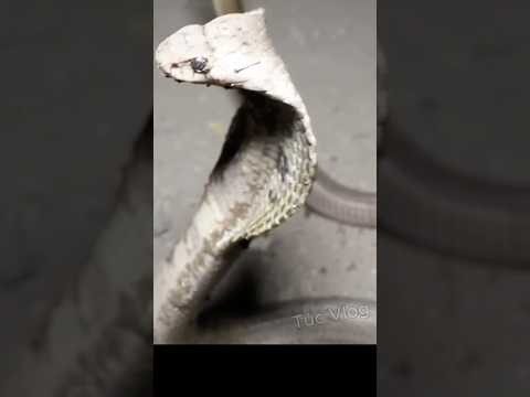 Rắn hổ mang ngộp thở vì bị bơm nước vào hang #snake