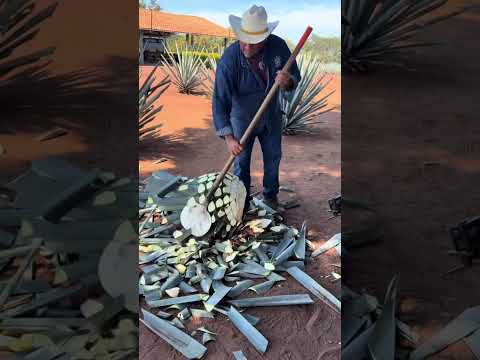 世界で1番気持ちいい「植物の音」がヤバすぎたので解説。