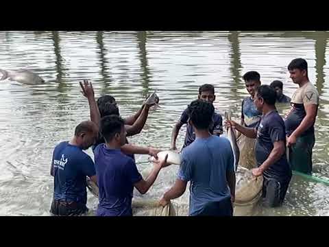 Fish Jumping 🐟 Best fishing show of village fishermen 💚