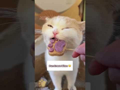 SOUND ON and ENJOY! 🥰  #catsofyoutube #cat #playcat #asmr #catasmr #pets