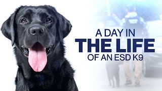 A Day In The Life Of An ESD K9