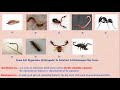 Dichotomous Key Features and Functions